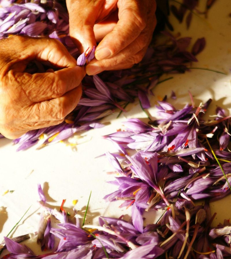 Cleaning-of-the-saffron-flower