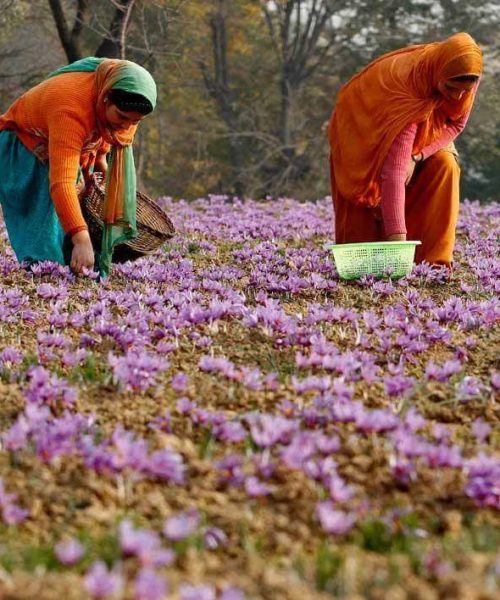 Saffron Land at Pampore Pulwama Kashmir